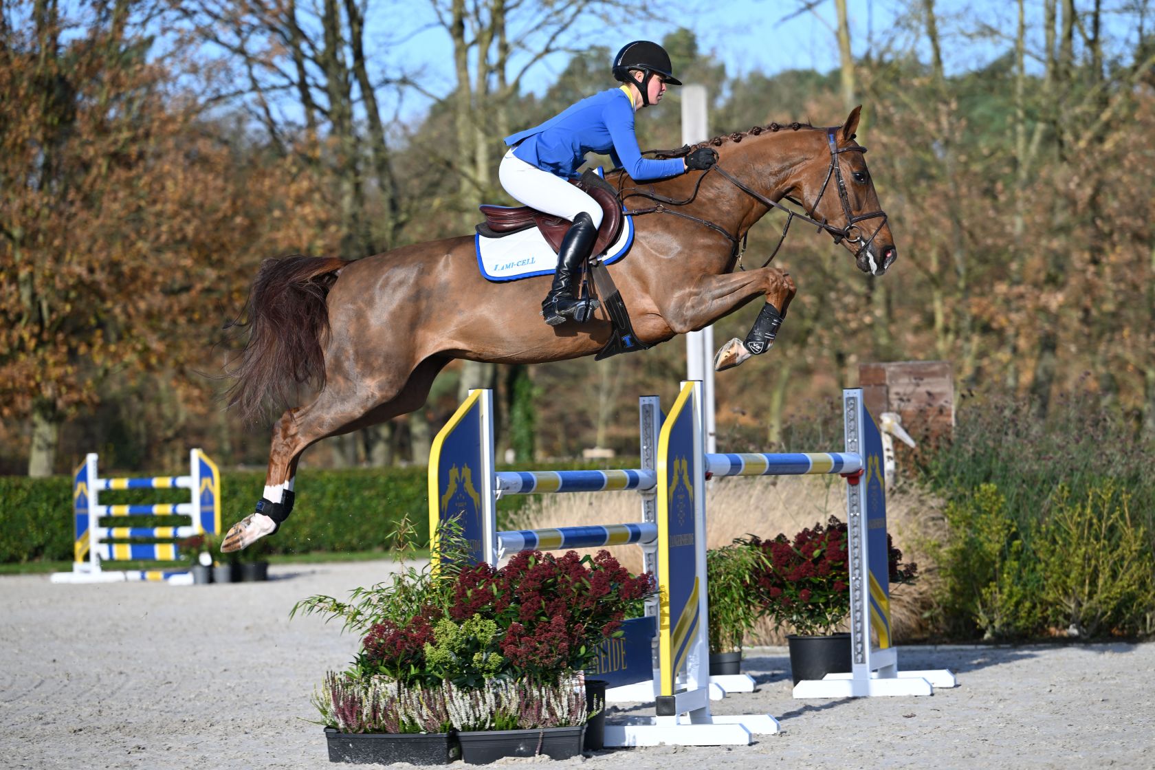 ELA ELA Z - World Championship finalist bred out of 1.45m